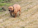 Chienne Staffie fauve LOF de 2 ans et demi à vendre