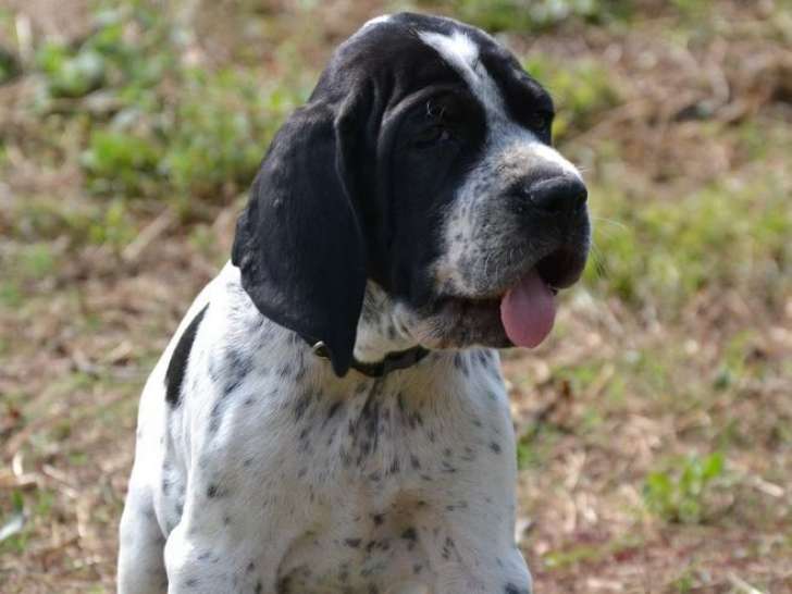 Disponibles à la vente : 11 chiots Braques d'Auvergne LOF
