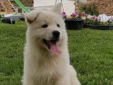 Chienne Berger Blanc Suisse blanche LOF de 2 ans à vendre