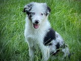 4 chiots mâles Border Collies LOF disponibles
