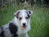 4 chiots mâles Border Collies LOF disponibles