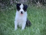 4 chiots mâles Border Collies LOF disponibles