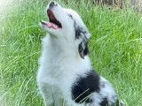 4 chiots mâles Border Collies LOF disponibles