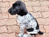 Chiots de race Braque Allemand à Poil Court à vendre (2 femelles & 4 mâles)