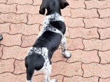 Chiots de race Braque Allemand à Poil Court à vendre (2 femelles & 4 mâles)