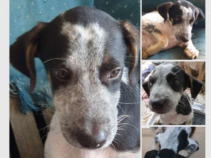 Chiot mâle de 5 mois à donner