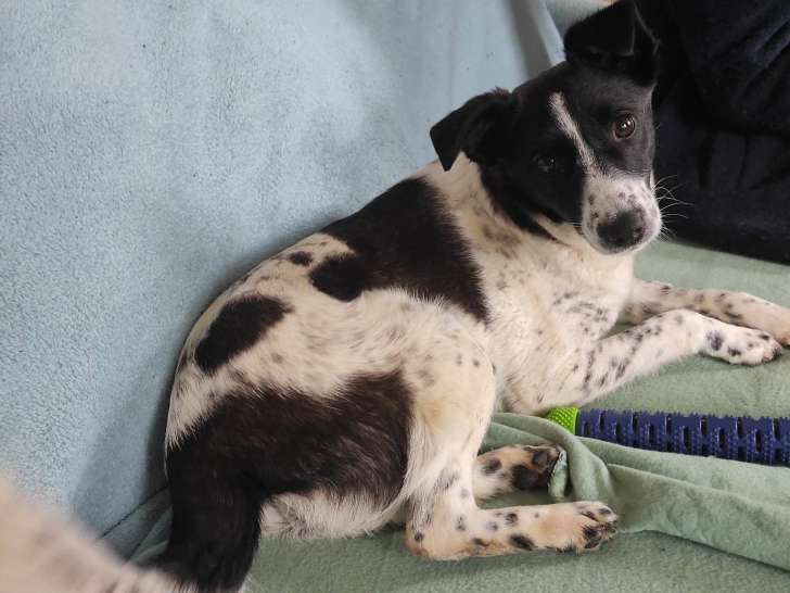 Chienne d'un an à donner