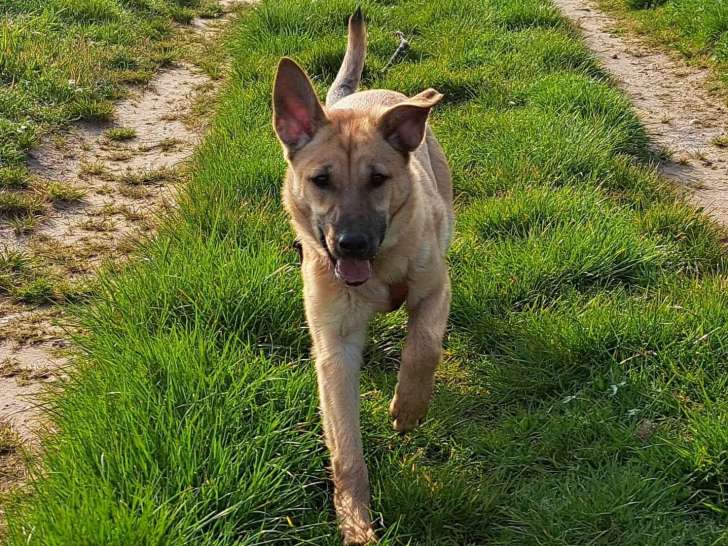 Chien adulte Mâle à donner