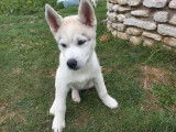 Chiots de race Husky Sibérien à vendre (4 femelles & 3 mâles)