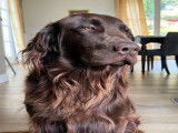 Mâle Flat Coated Retriever disponible pour saillie