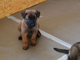 Chiots Malinois à vendre