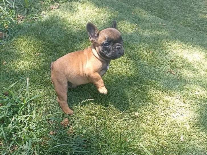 Chiot Bouledogue Français mâle LOF fauve rouge disponible à la vente