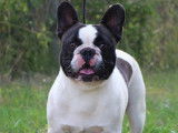 Chien Bouledogue Français LOF de 15 mois à vendre