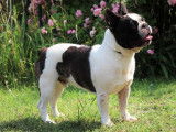 Chien Bouledogue Français LOF de 15 mois à vendre