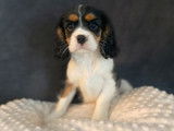 Chiot femelle Cavalier King Charles LOF tricolore disponible à la vente