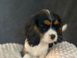 Chiot femelle Cavalier King Charles LOF tricolore disponible à la vente