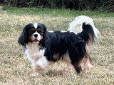 Chiot femelle Cavalier King Charles LOF tricolore disponible à la vente