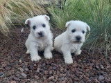 Deux chiots femelles West Highland White Terrier LOF blanches à réserver