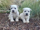 Deux chiots femelles West Highland White Terrier LOF blanches à réserver
