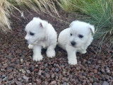 Deux chiots femelles West Highland White Terrier LOF blanches à réserver
