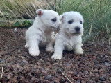 Deux chiots femelles West Highland White Terrier LOF blanches à réserver