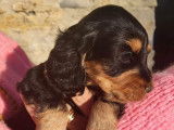 Des chiots Cockers Anglais LOF &agrave; r&eacute;server
