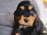 Des chiots Cockers Anglais LOF &agrave; r&eacute;server