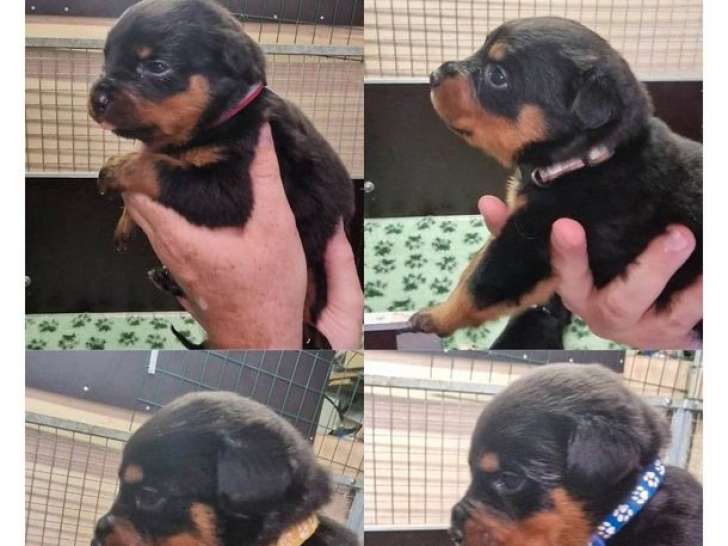 8 chiots Rottweilers LOF à réserver