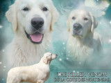 Chien Golden Retriever LOF crème de 16 mois disponible pour saillie