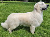 Chien Golden Retriever LOF crème de 16 mois disponible pour saillie