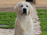 Chien Golden Retriever LOF crème de 16 mois disponible pour saillie