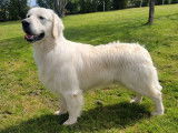 Chien Golden Retriever LOF crème de 16 mois disponible pour saillie