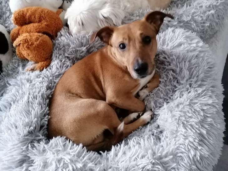 Chien Jack Russell Terrier de 4 ans à adopter