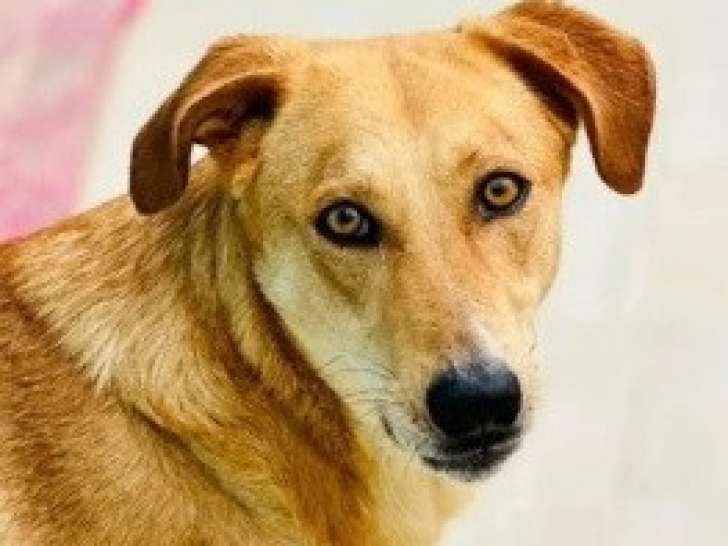 Chienne de 2 ans à donner