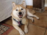 Chienne Shiba Inu de 6 ans à adopter