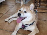 Chienne Shiba Inu de 6 ans à adopter