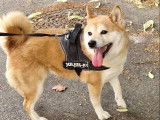 Chienne Shiba Inu de 6 ans à adopter