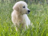 Des chiots Golden Retrievers LOF &agrave; la vente