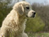 Des chiots Golden Retrievers LOF &agrave; la vente