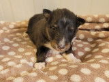 Deux chiots Bergers des Shetlands tricolores LOF à la réservation