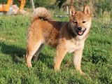 Un chiot femelle Shiba Inu disponible à la vente (LOF)