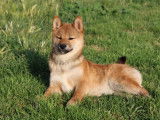 Un chiot femelle Shiba Inu disponible à la vente (LOF)