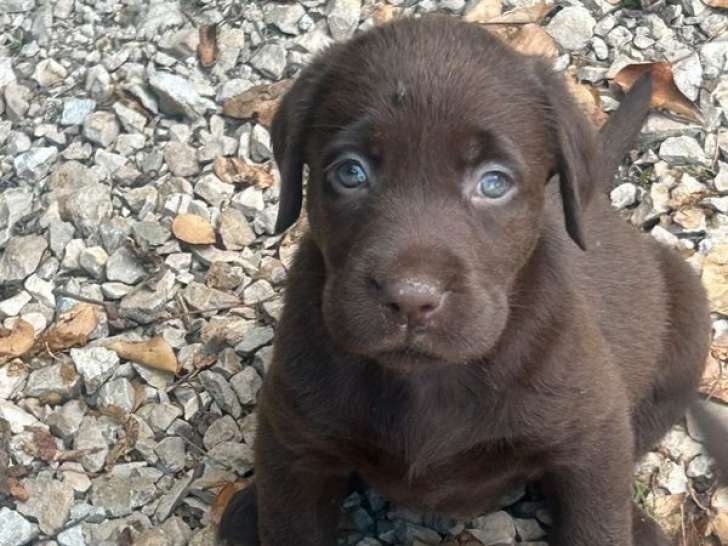 À vendre : 6 chiots Labradors LOF chocolat