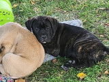 4 chiots m&acirc;les Cane Corso disponibles &agrave; la vente (LOF)