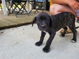 4 chiots m&acirc;les Cane Corso disponibles &agrave; la vente (LOF)