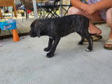 4 chiots m&acirc;les Cane Corso disponibles &agrave; la vente (LOF)