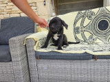 4 chiots m&acirc;les Cane Corso disponibles &agrave; la vente (LOF)