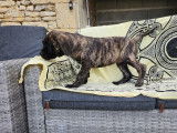 4 chiots m&acirc;les Cane Corso disponibles &agrave; la vente (LOF)