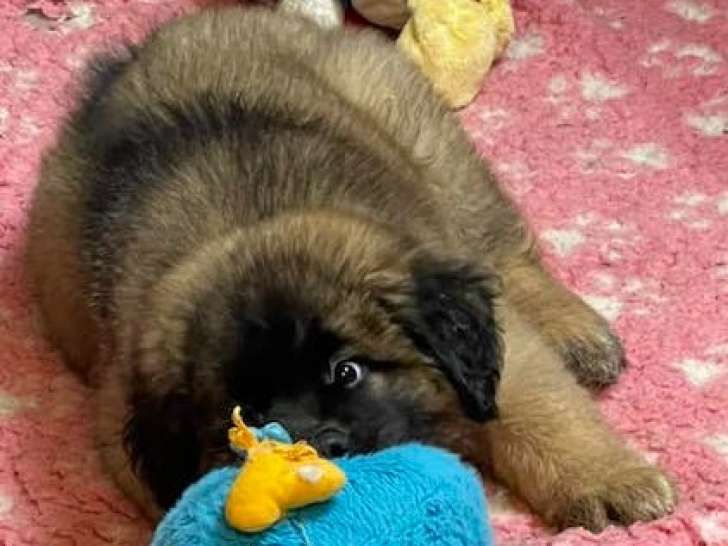 Magnifiques chiots Leonberg LOF  à vendre