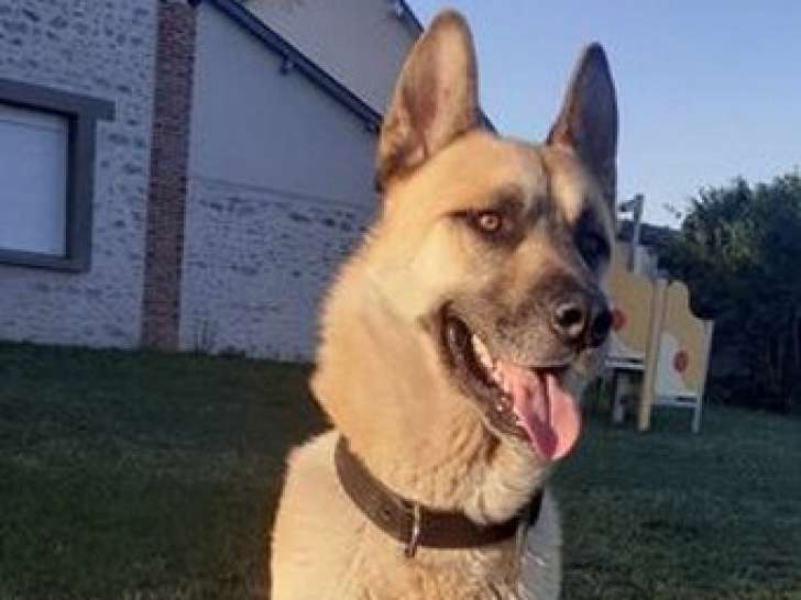 Sam croisé Malinois à adopter